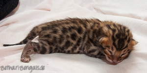 Bengal Kitten braun